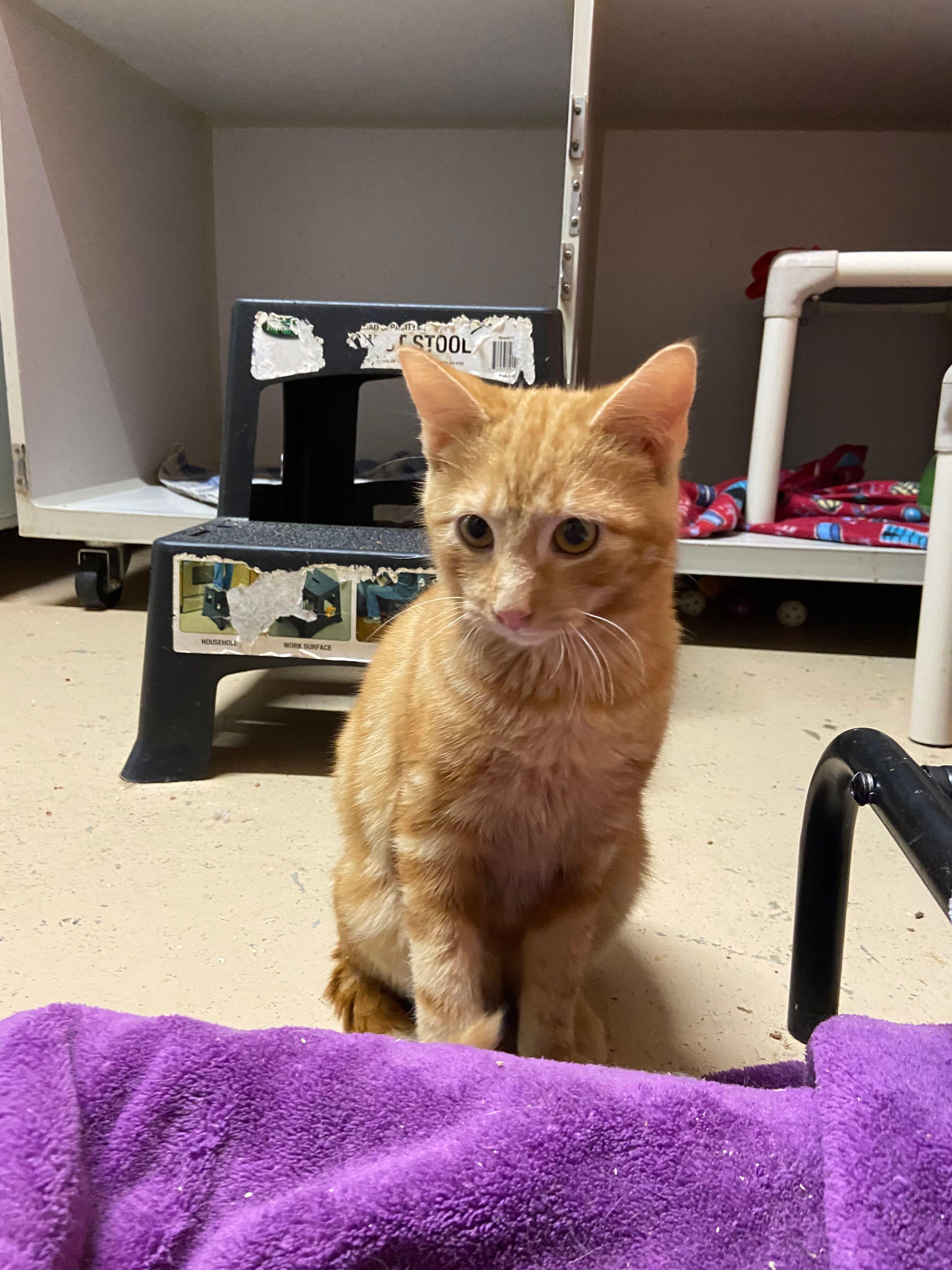 MAC, a Adoptable Domestic Short Hair image 3/3