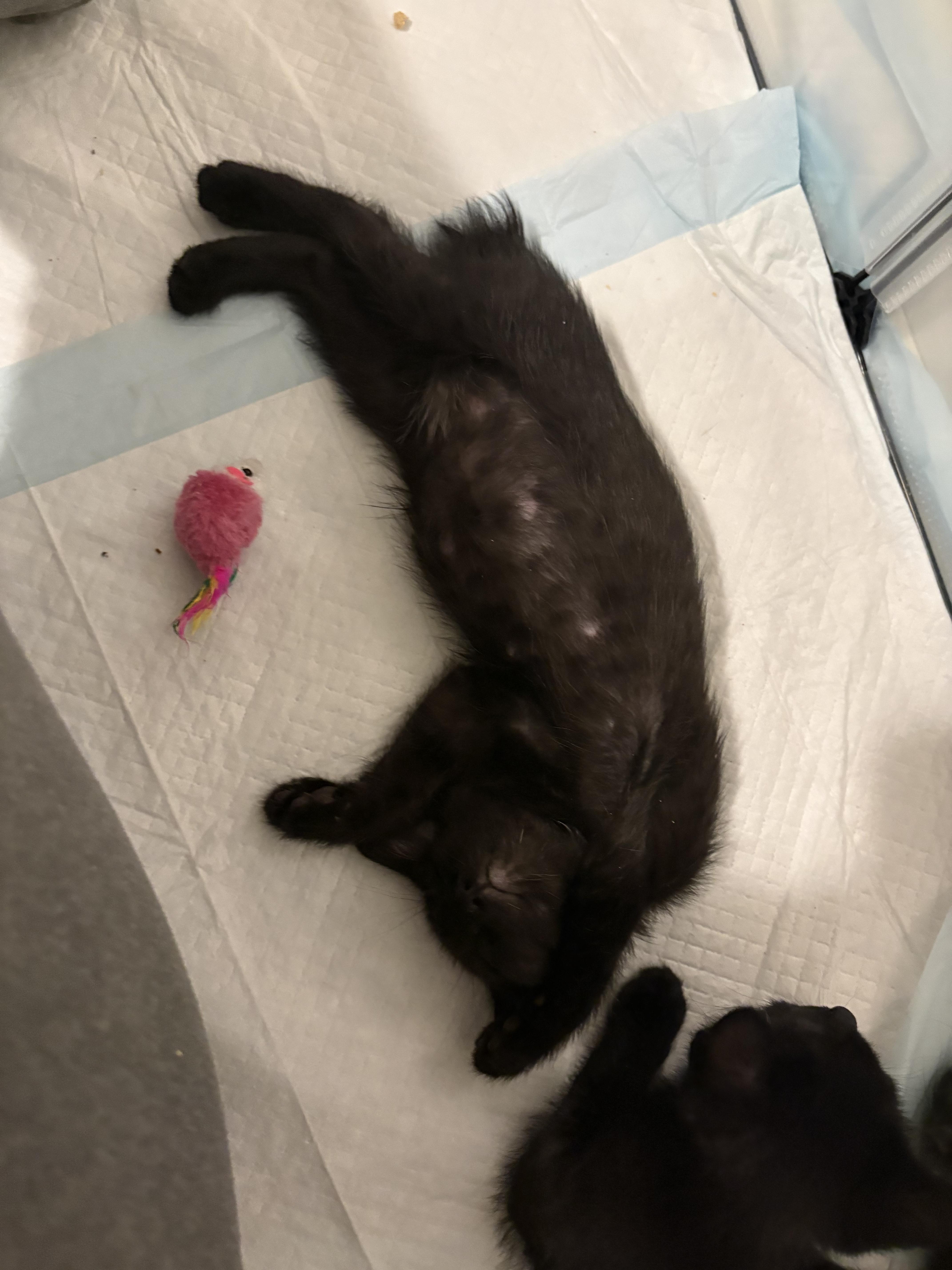 Nubz, an adopted Domestic Short Hair in Fontana, CA image 2/2