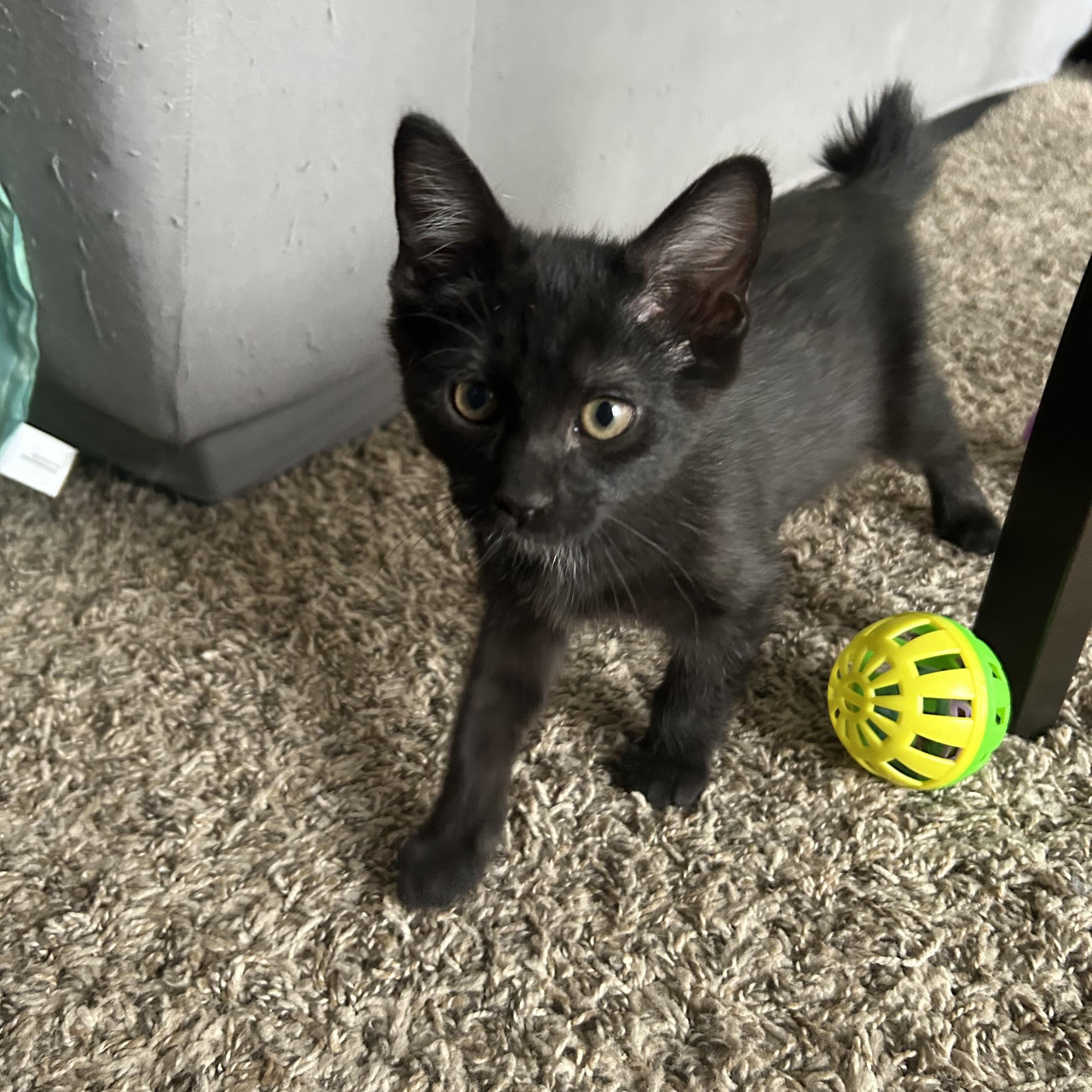 Nubz, adopted, Kitten Male Domestic Short Hair.