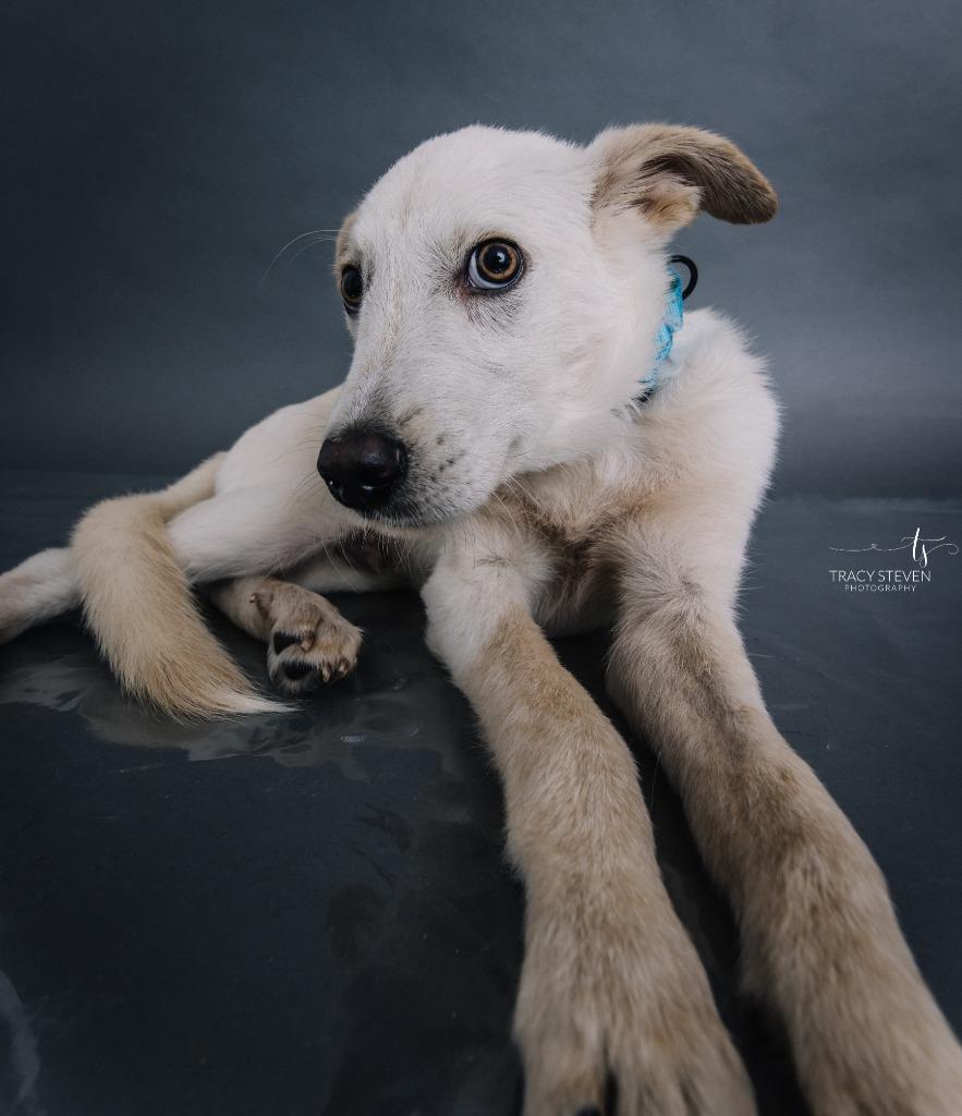 Everett, Adoptable, Young Male Shepherd & Mixed Breed.