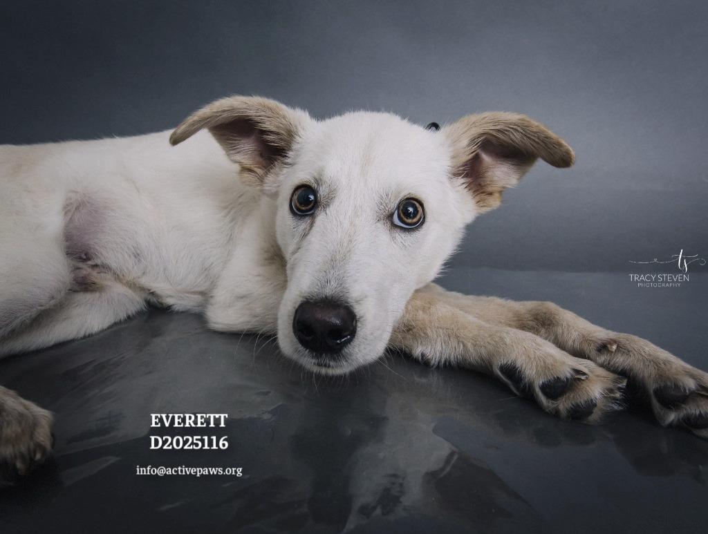 Enlarge Everett, a Adoptable mixed breed in CONROE, TX image 2/6