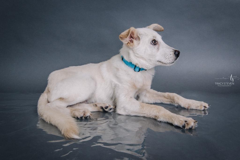 Enlarge Everett, a Adoptable mixed breed in CONROE, TX image 3/6