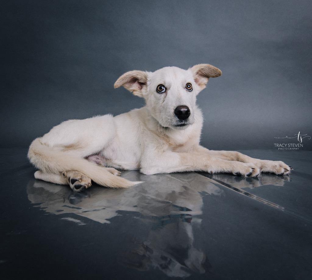 Enlarge Everett, a Adoptable mixed breed in CONROE, TX image 4/6