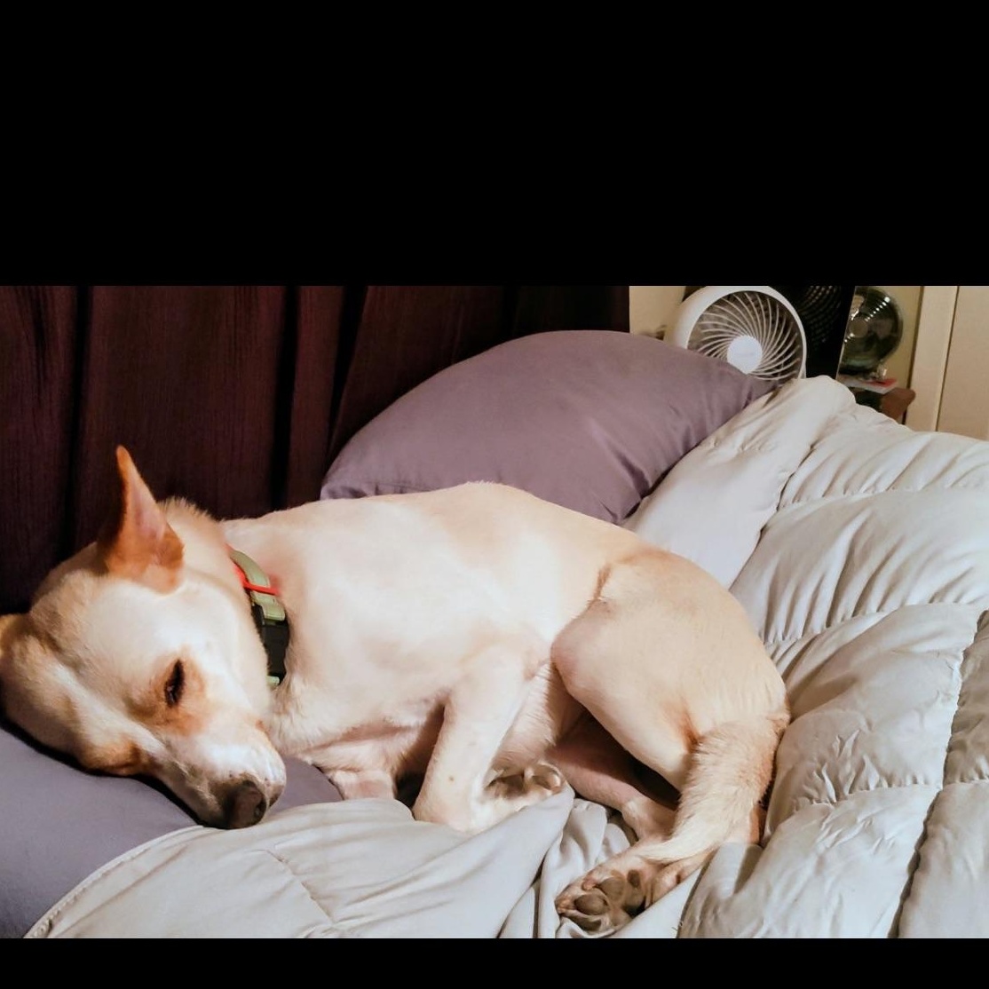 Enlarge Lady is special ( Gentle, calm, and easygoing), a Adoptable mixed breed in Grand Rapids, MI image 4/4