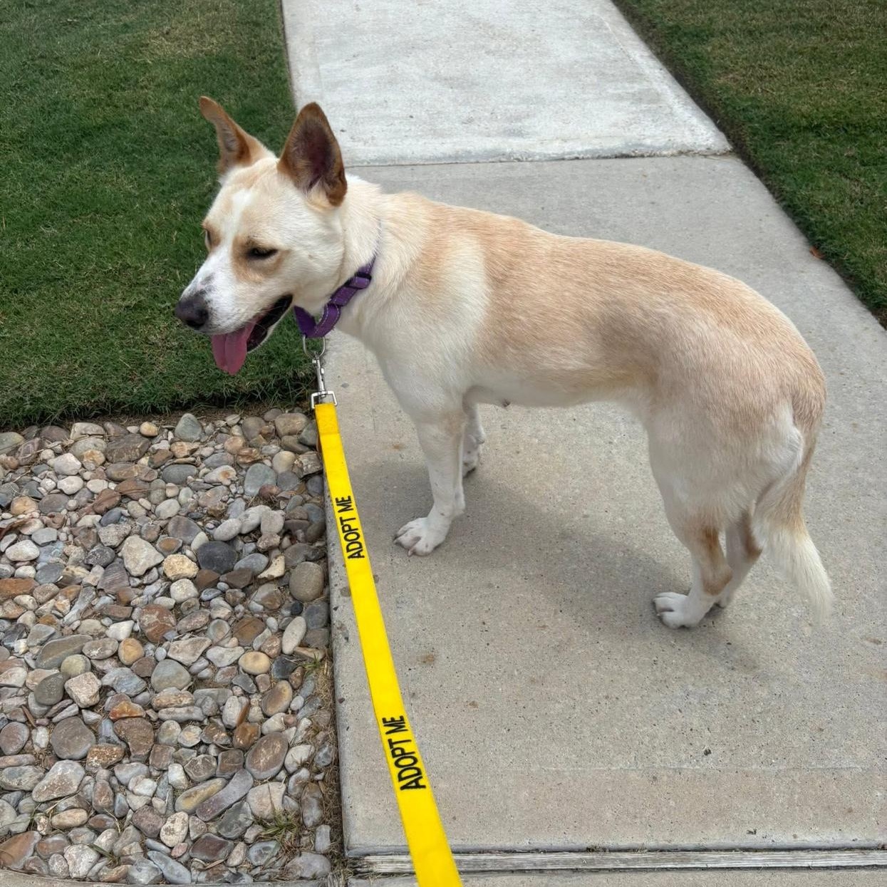 Enlarge Lady is special ( Gentle, calm, and easygoing), a Adoptable mixed breed in Grand Rapids, MI image 2/4