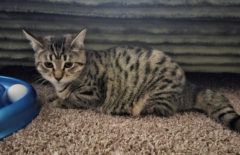 25-27 Bambi, a Adoptable Domestic Short Hair in St. Helens, OR image 1/2