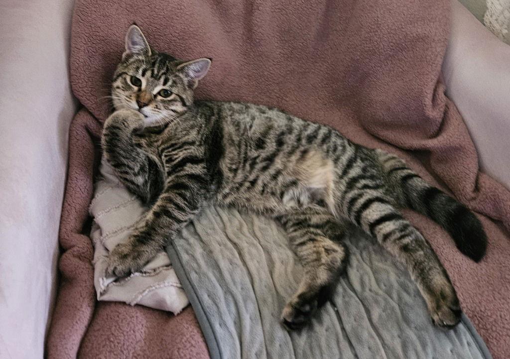 25-27 Bambi, a Adoptable Domestic Short Hair in St. Helens, OR image 2/2