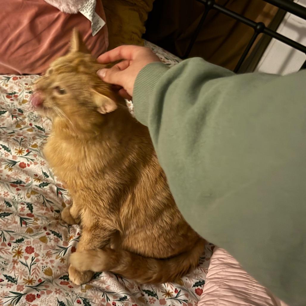 Chester, Adoptable, Adult Male Domestic Medium Hair.