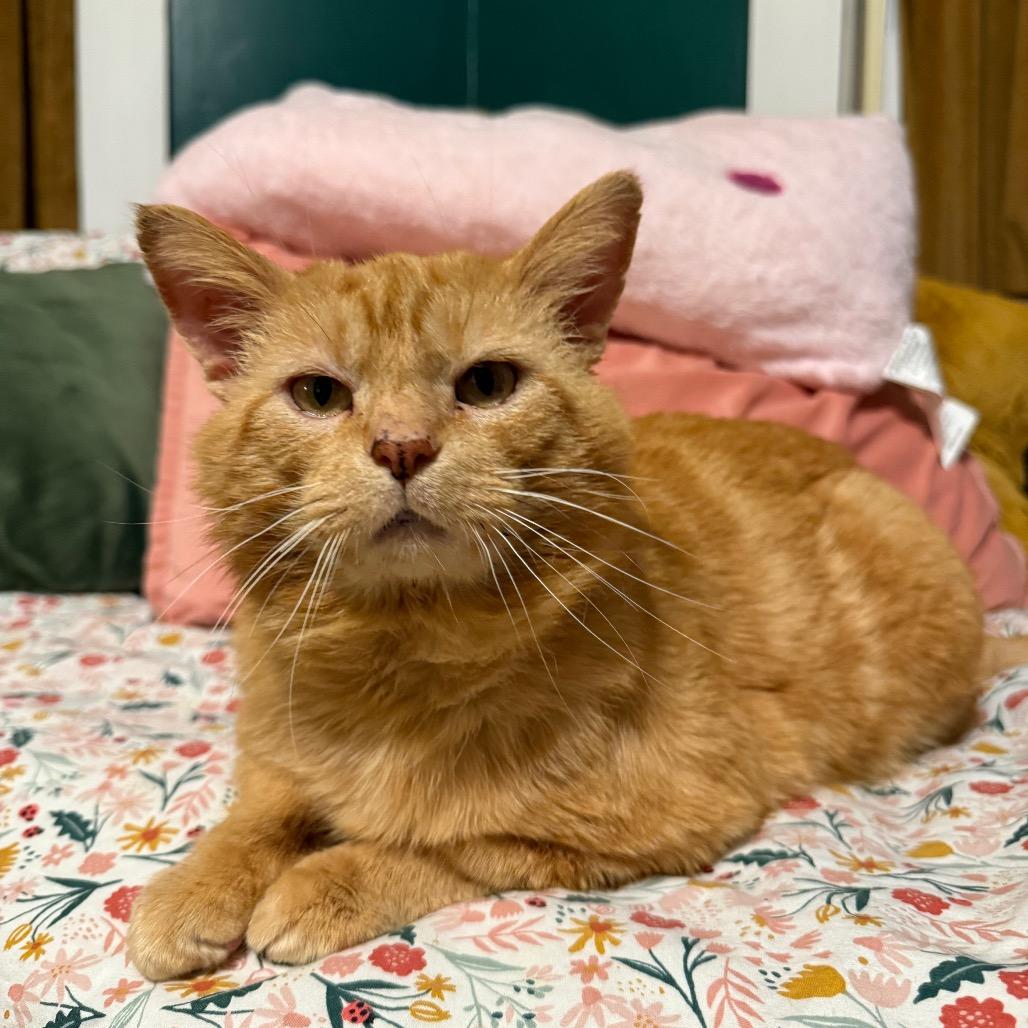 Enlarge Chester, a Adoptable Domestic Medium Hair in Granville, OH image 2/5