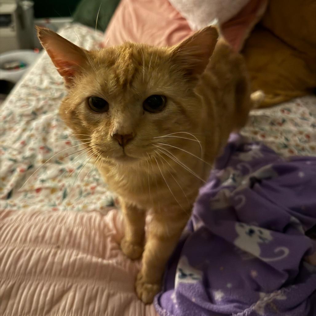 Enlarge Chester, a Adoptable Domestic Medium Hair in Granville, OH image 3/5