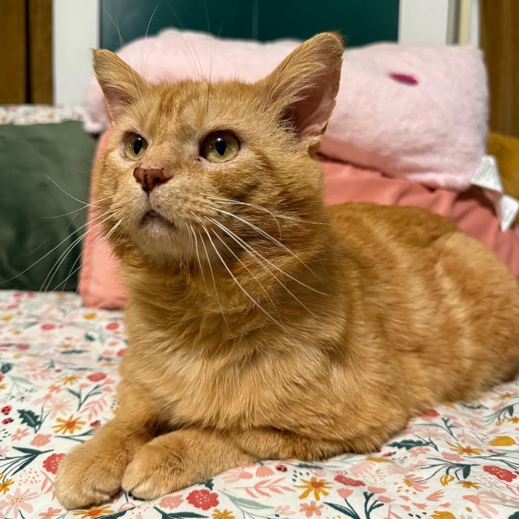 Enlarge Chester, a Adoptable Domestic Medium Hair in Granville, OH image 5/5