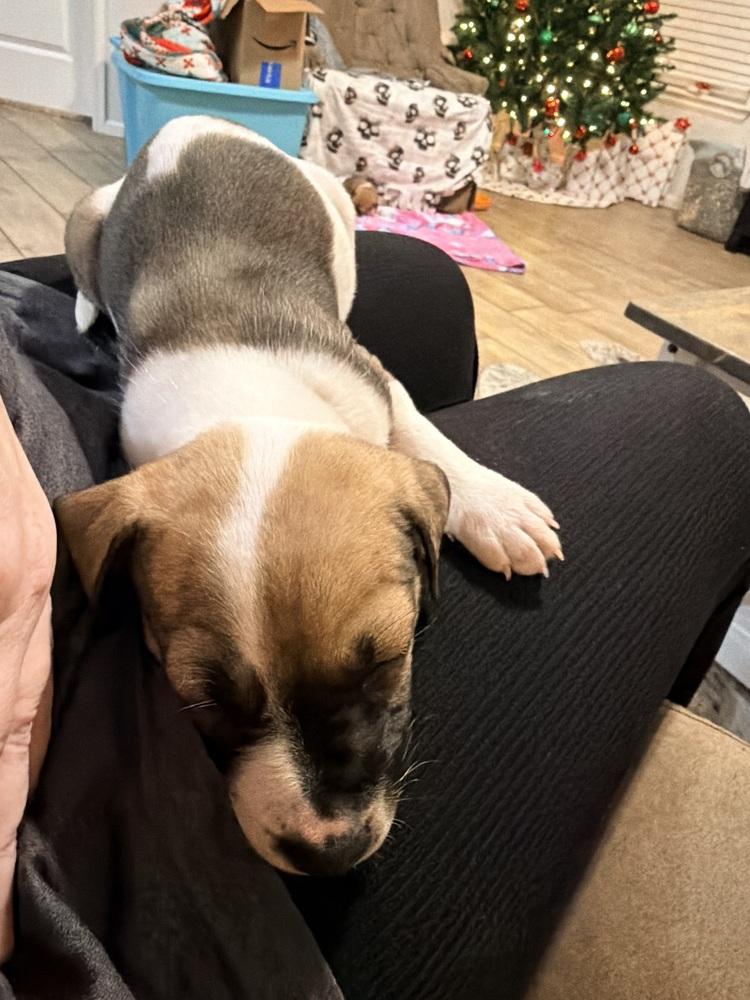 Luther, Adoptable, Puppy Male Shepherd & Mixed Breed.