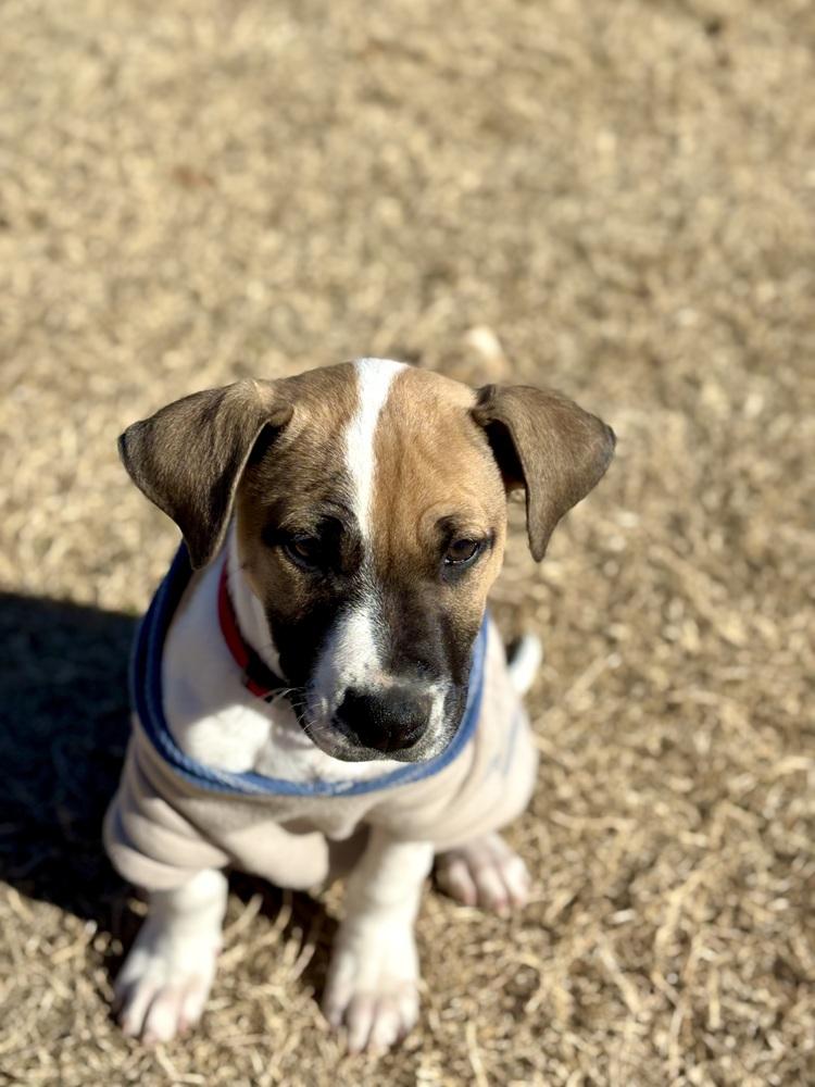 Enlarge Luther, a Adoptable mixed breed in Warr Acres, OK image 2/6