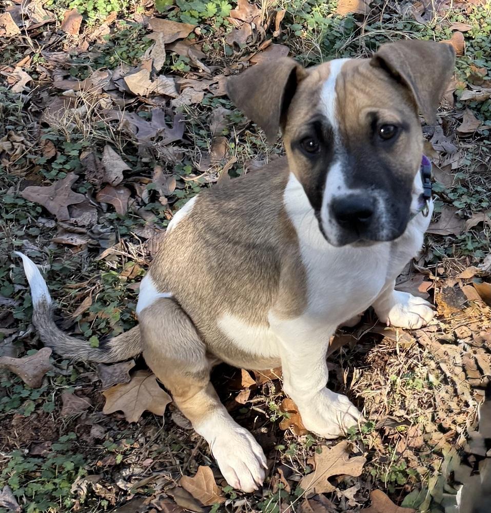 Luther, Adoptable, Puppy Male Shepherd & Mixed Breed.