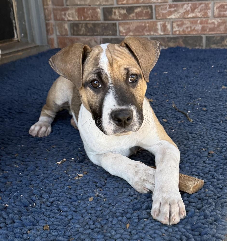 Enlarge Luther, a Adoptable mixed breed in Warr Acres, OK image 2/6