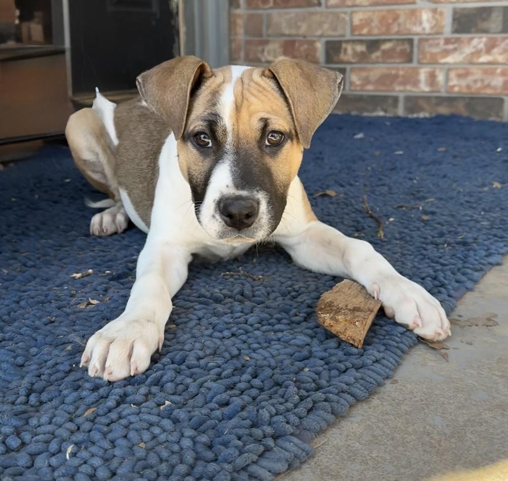 Enlarge Luther, a Adoptable mixed breed in Warr Acres, OK image 3/6