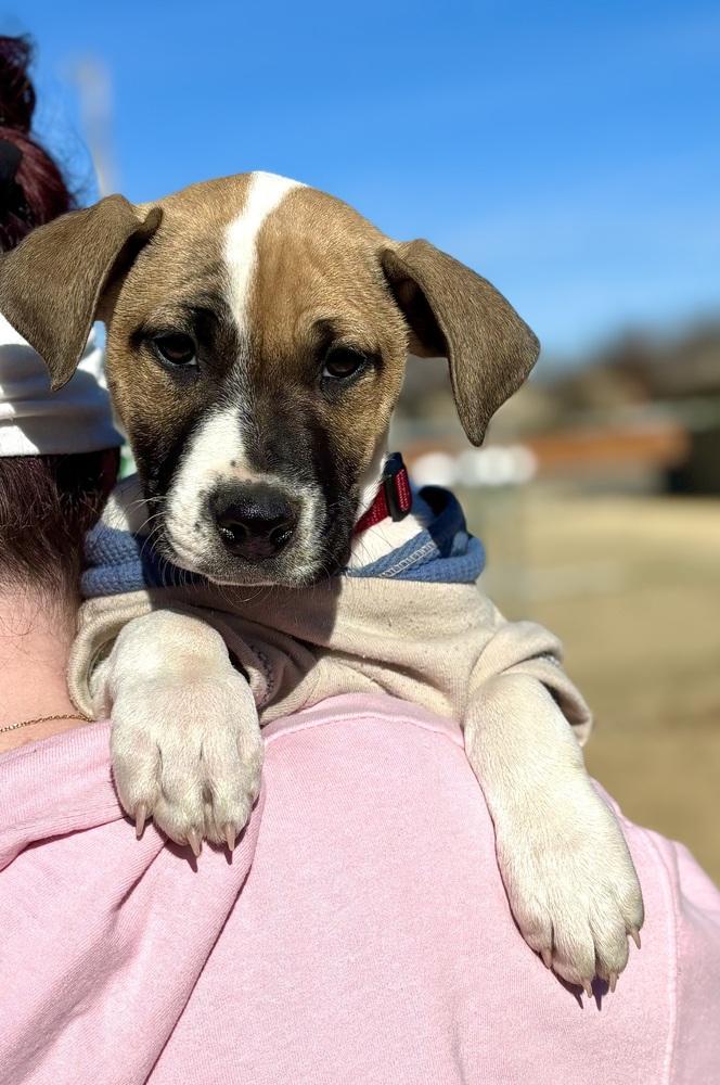 Enlarge Luther, a Adoptable mixed breed in Warr Acres, OK image 3/6
