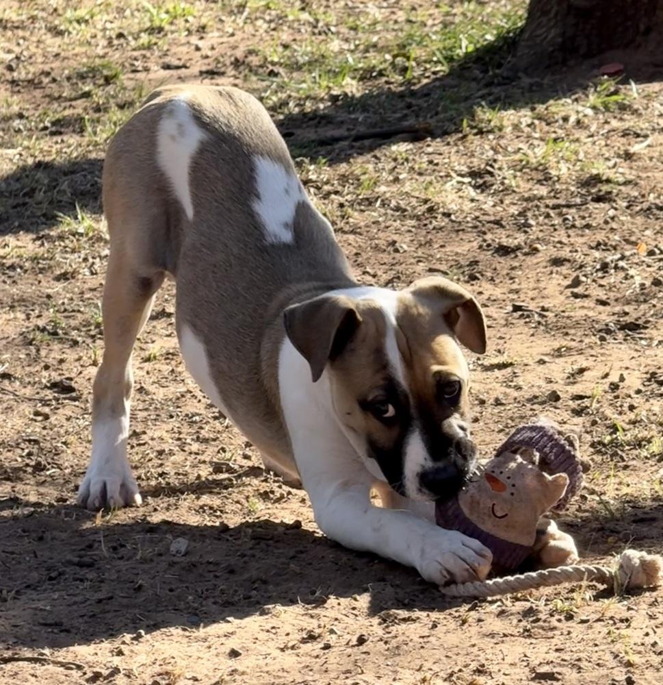 Enlarge Luther, a Adoptable mixed breed in Warr Acres, OK image 4/6