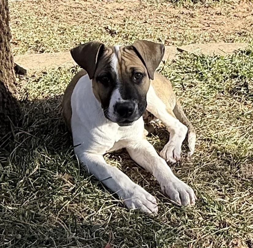 Enlarge Luther, a Adoptable mixed breed in Warr Acres, OK image 5/6