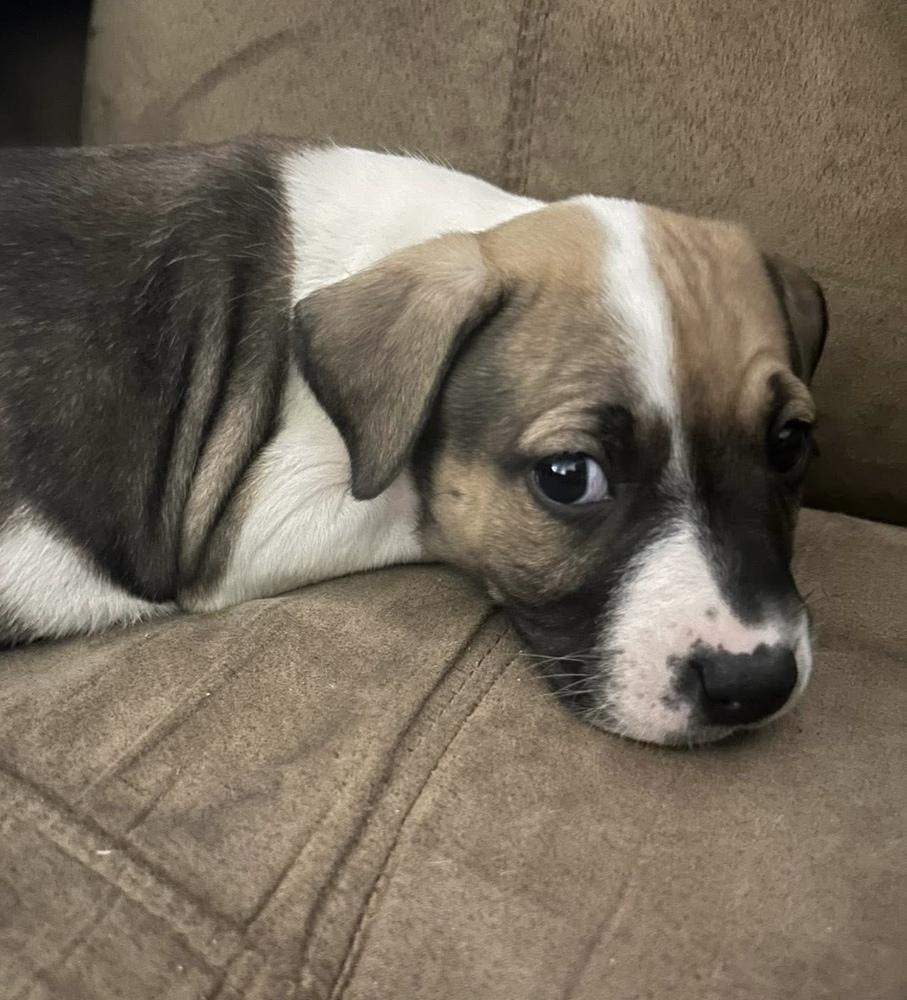 Enlarge Luther, a Adoptable mixed breed in Warr Acres, OK image 4/6