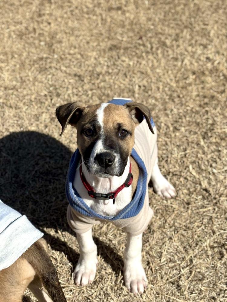 Enlarge Luther, a Adoptable mixed breed in Warr Acres, OK image 5/6