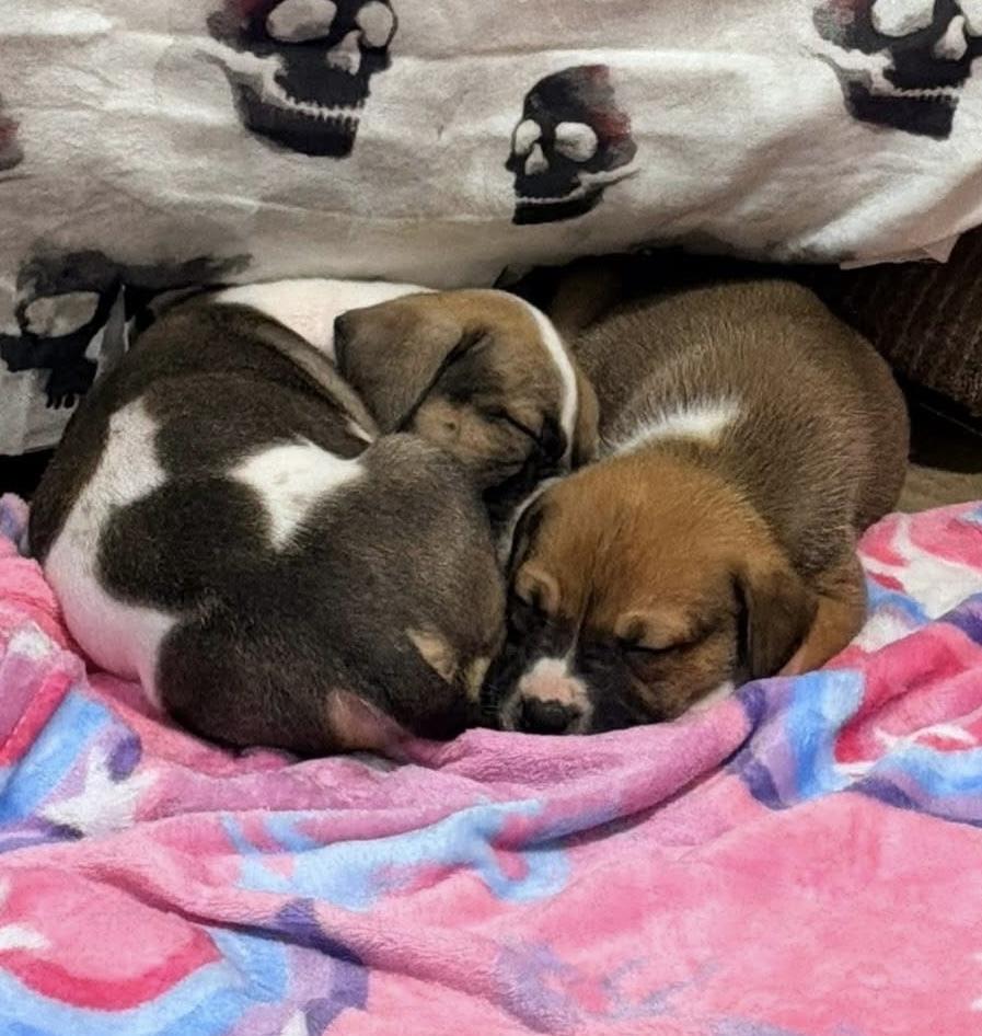 Enlarge Luther, a Adoptable mixed breed in Warr Acres, OK image 6/6