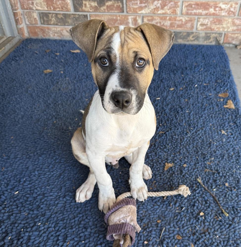 Enlarge Luther, a Adoptable mixed breed in Warr Acres, OK image 6/6