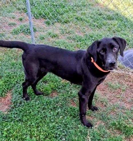 Hope, adoptable, Senior Female Black Labrador Retriever.