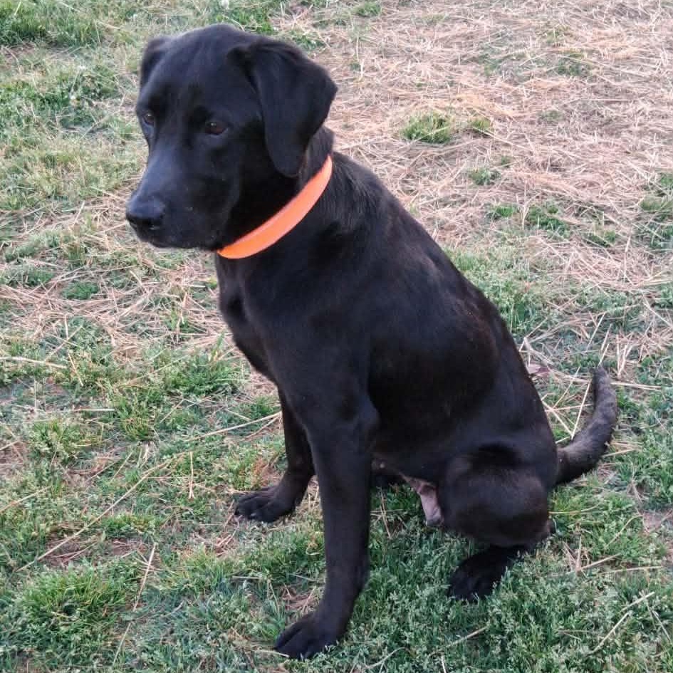 Hope, an adoptable mixed breed in Hopkinton, MA image 2/3
