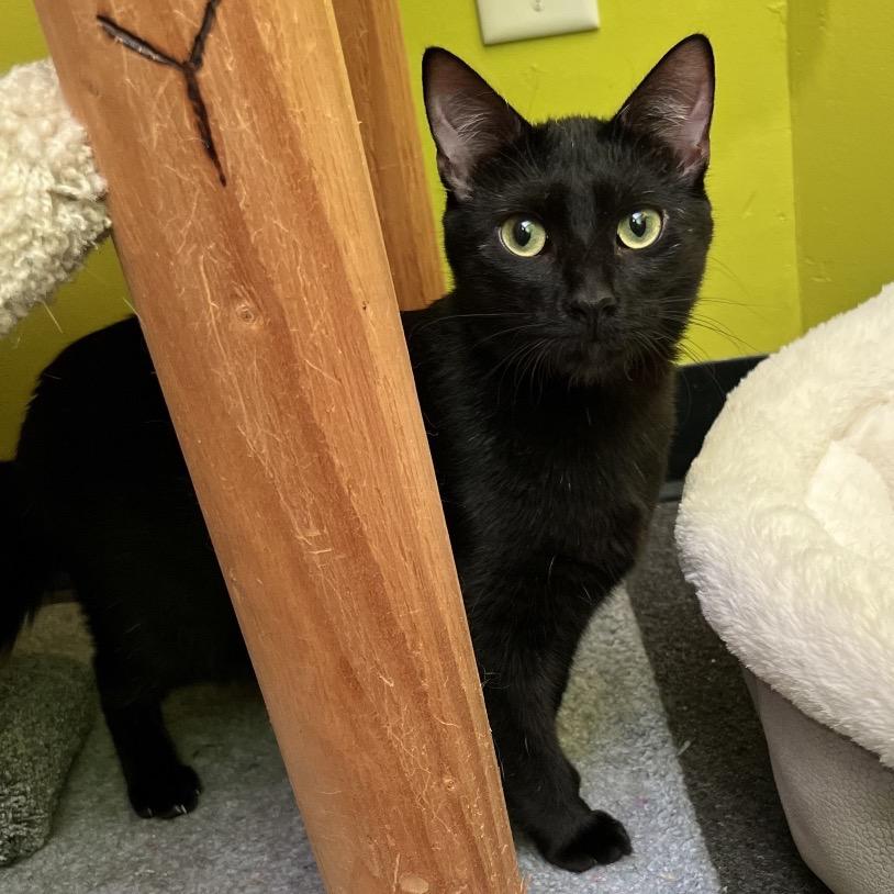 Mystery Meowington, adopted, Young Female Domestic Short Hair.