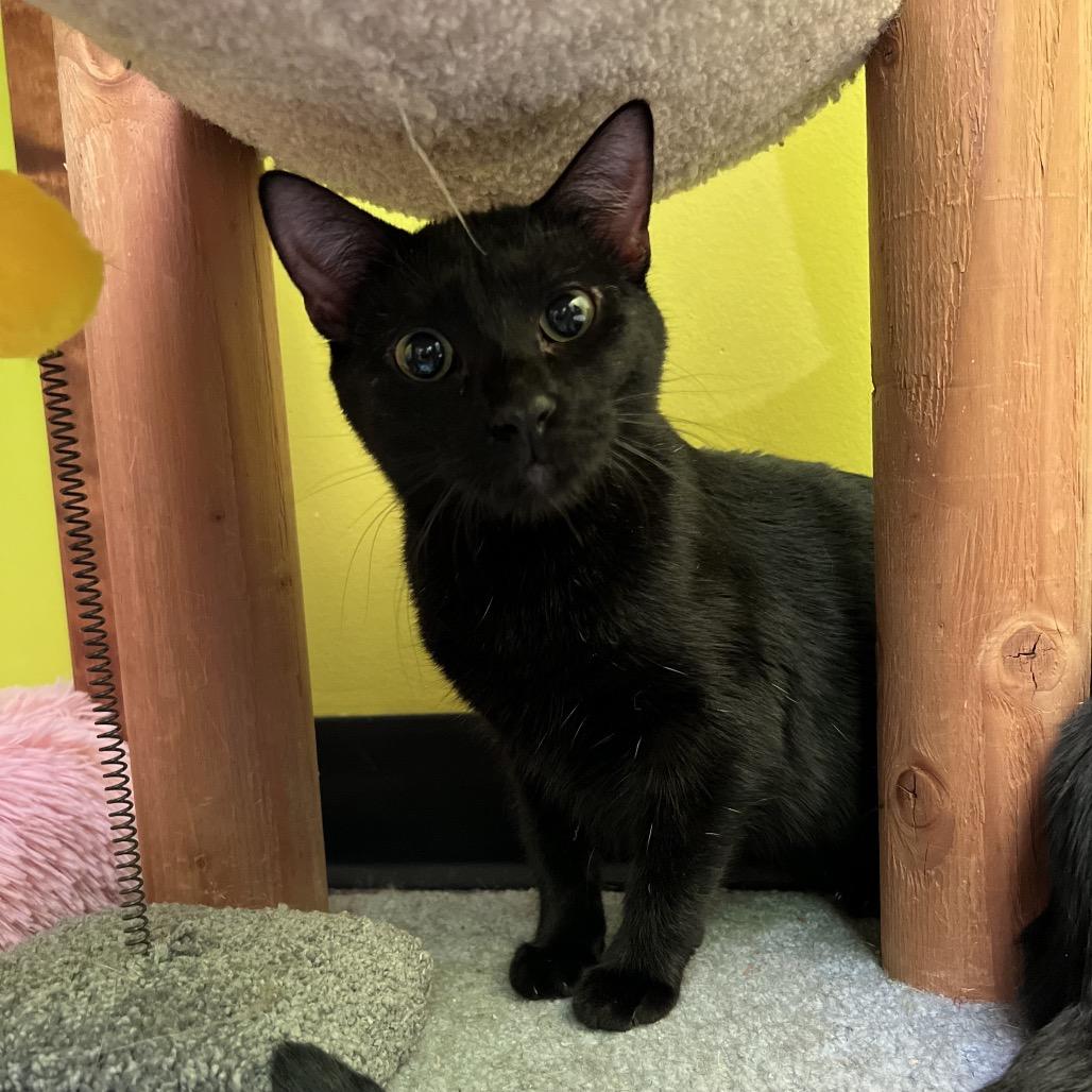 Enlarge Mystery Meowington, an adopted Domestic Short Hair in Stoughton, WI image 6/6