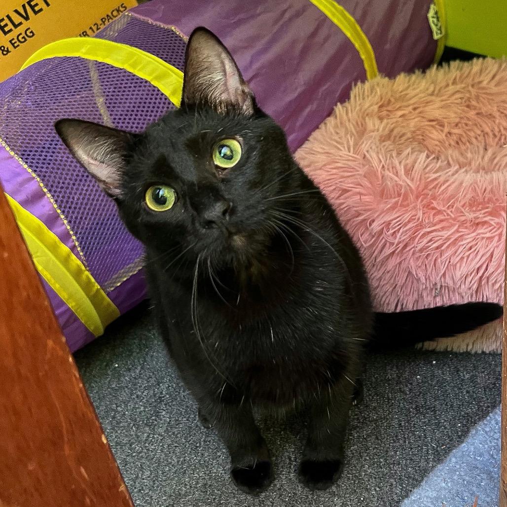 Enlarge Mystery Meowington, an adopted Domestic Short Hair in Stoughton, WI image 2/6