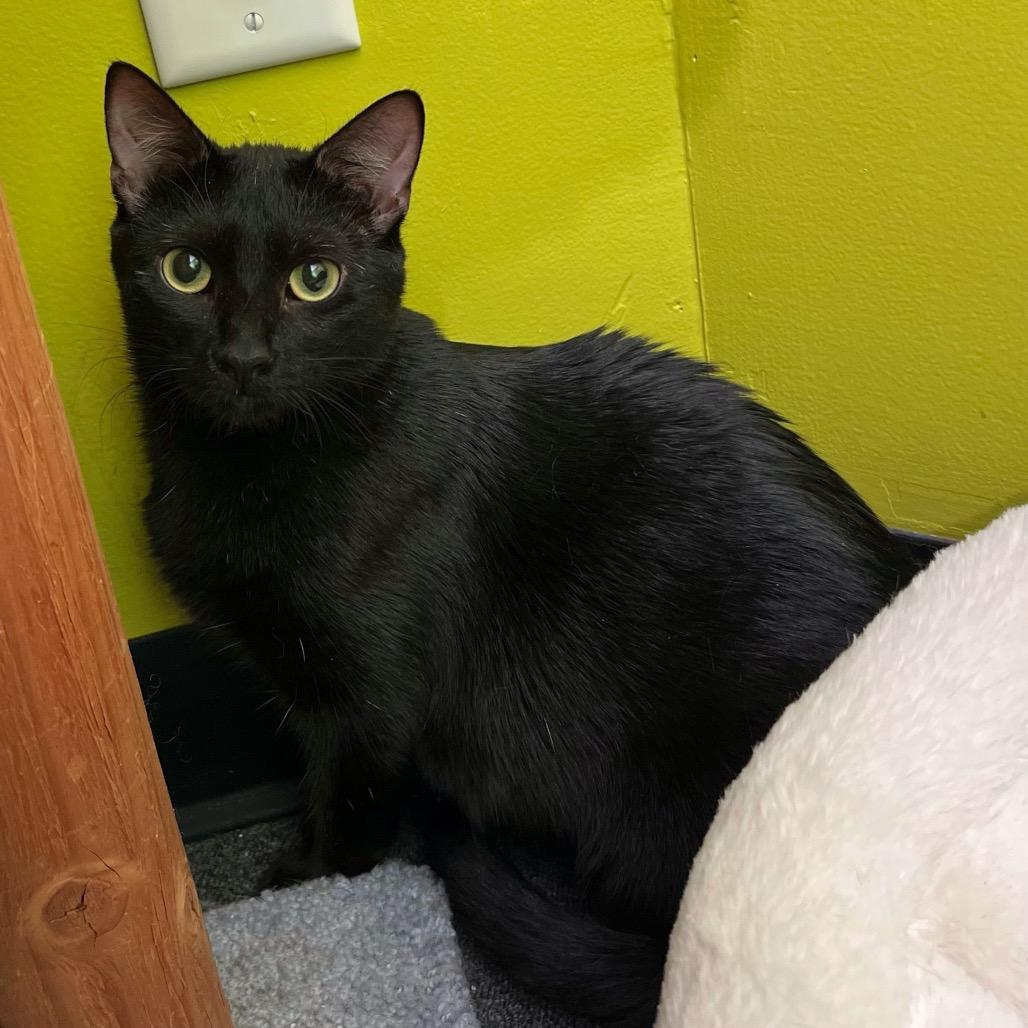 Enlarge Mystery Meowington, an adopted Domestic Short Hair in Stoughton, WI image 4/6