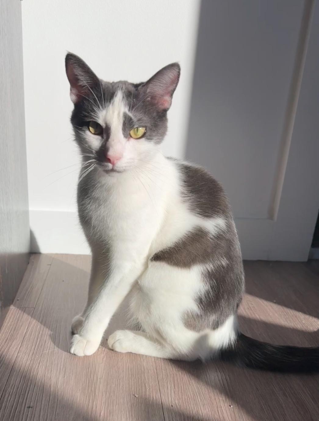 Faye, a Adoptable Domestic Short Hair in Bentonville, AR image 1/2