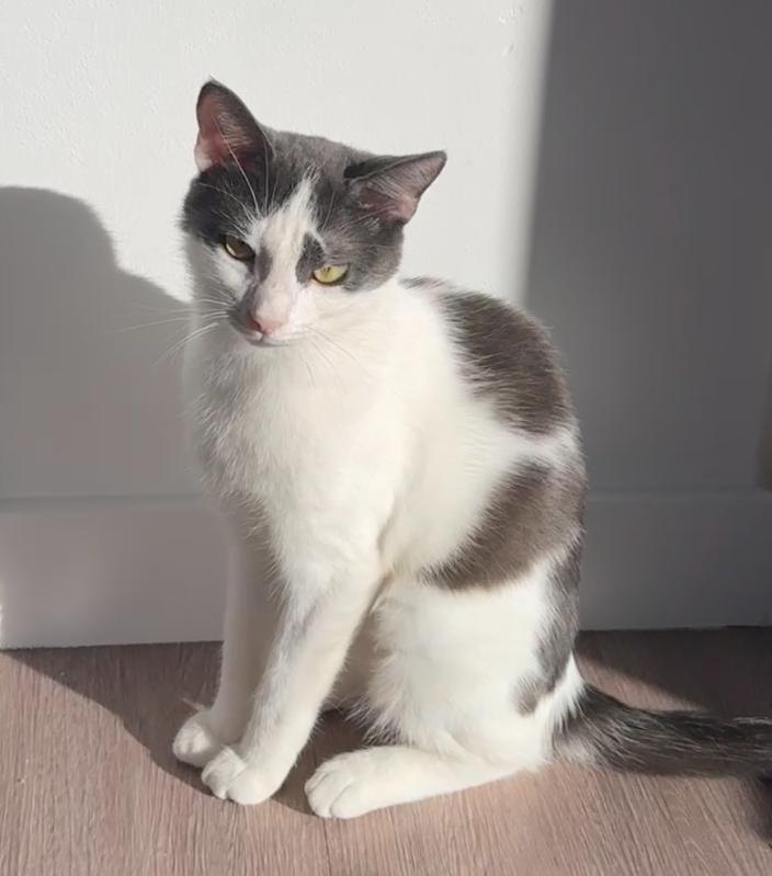 Faye, a Adoptable Domestic Short Hair in Bentonville, AR image 2/2