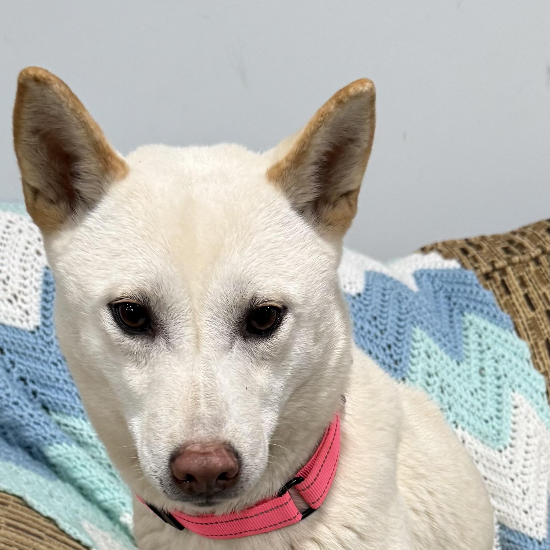 Enlarge Emery, a ADOPTABLE Shiba Inu in Vermilion, OH image 2/4