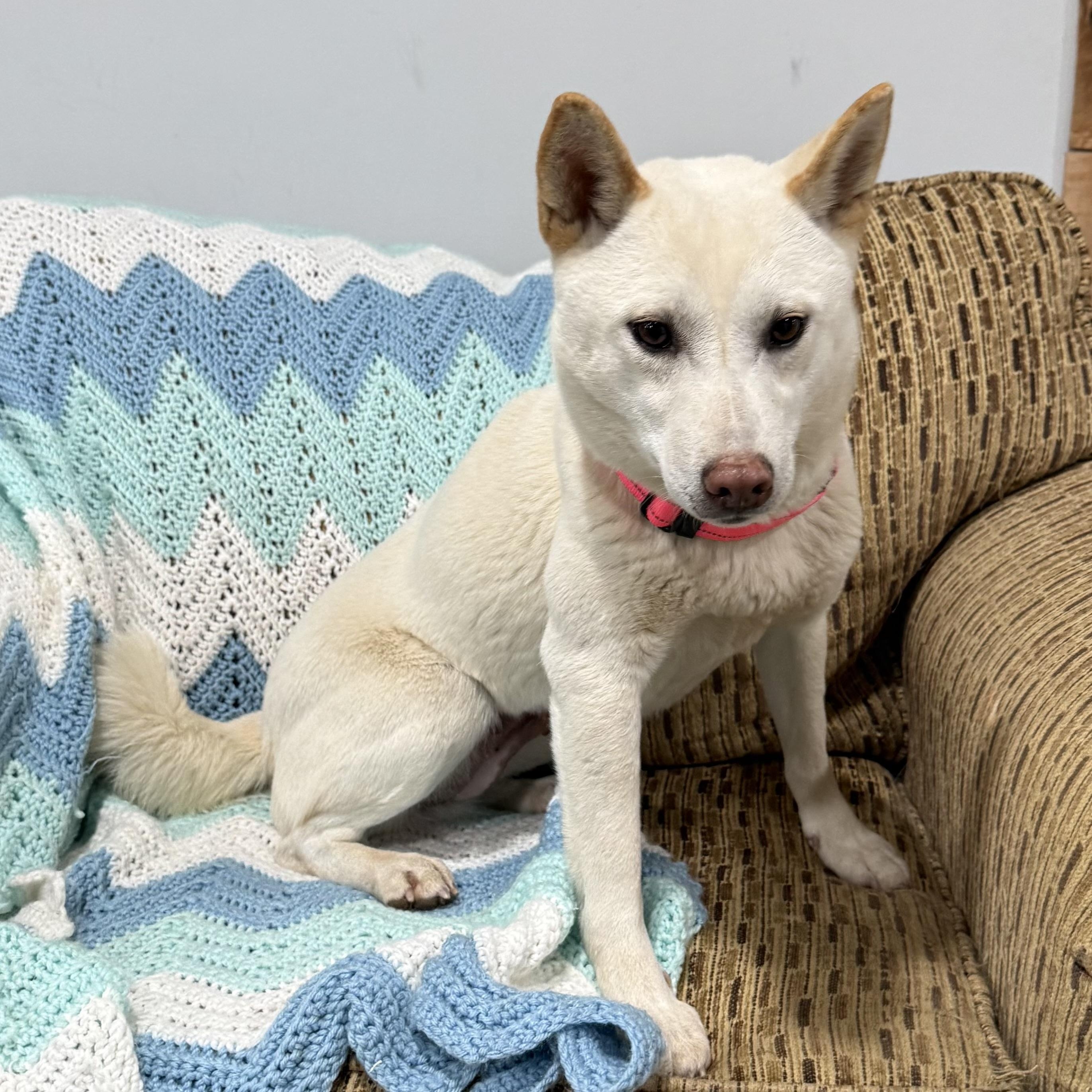 Enlarge Emery, a ADOPTABLE Shiba Inu in Vermilion, OH image 3/4