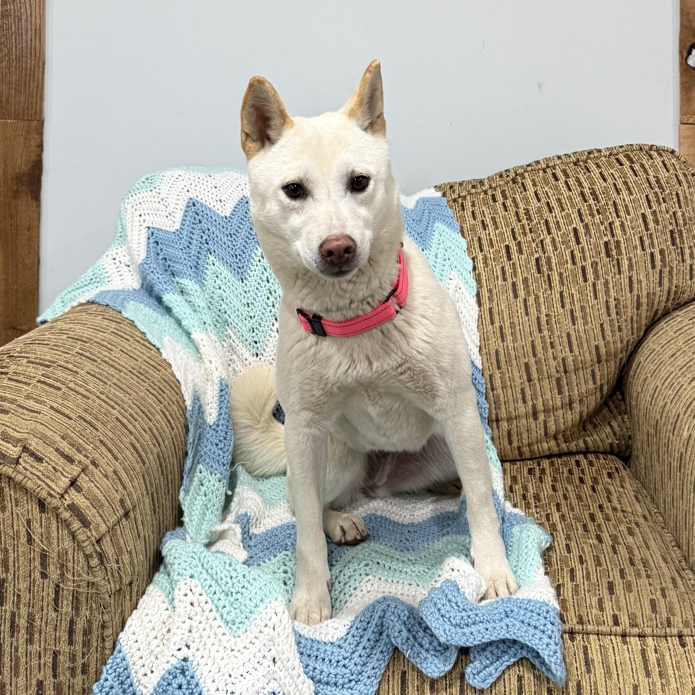 Emery, ADOPTABLE, Adult Female Shiba Inu.