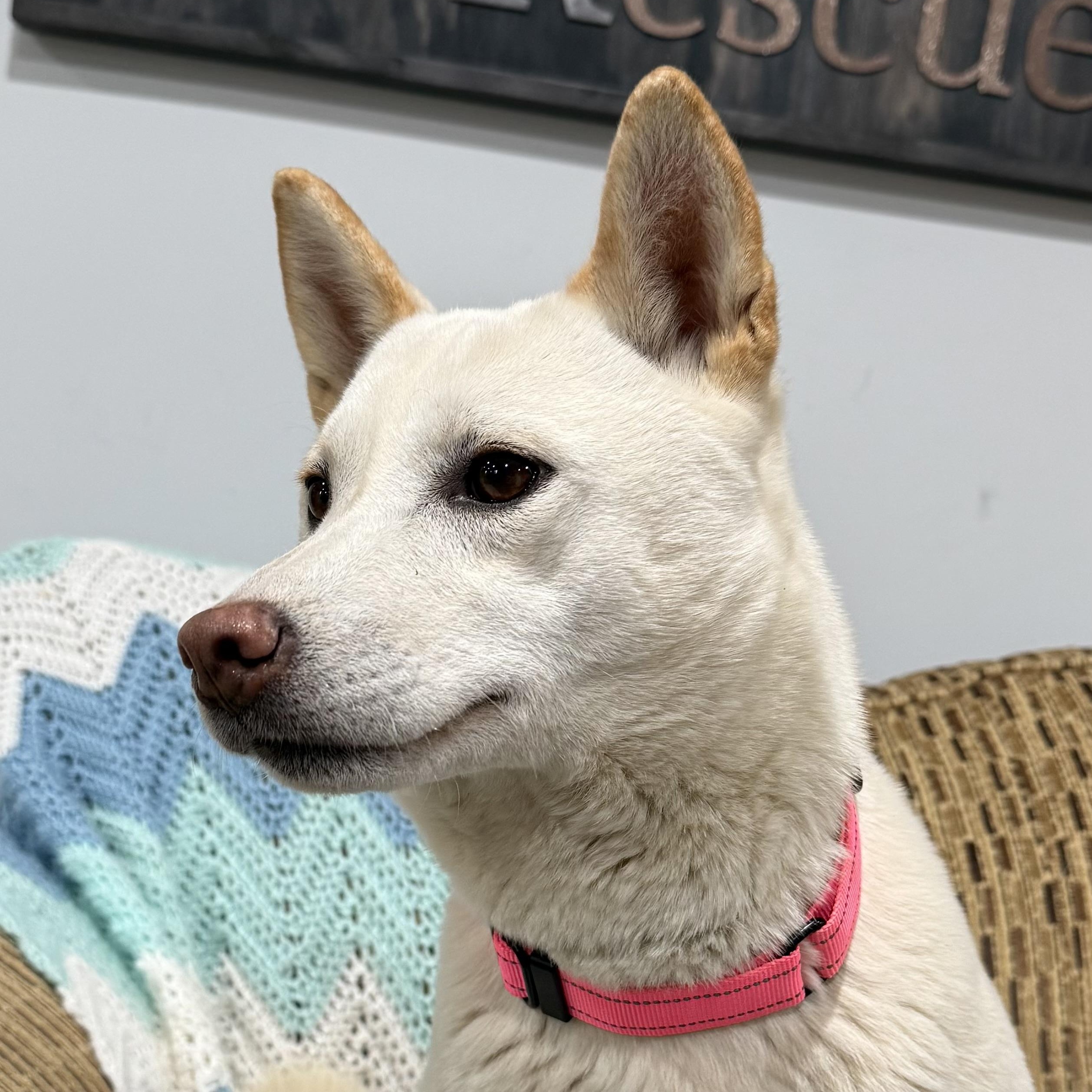 Enlarge Emery, a ADOPTABLE Shiba Inu in Vermilion, OH image 4/4