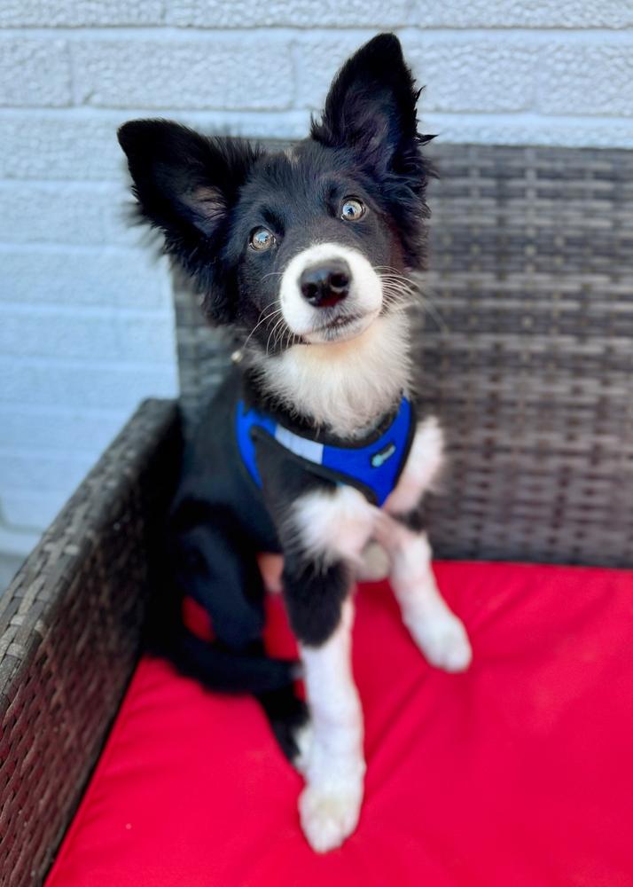 Enlarge Swiss, a Adoptable Australian Shepherd in Troy, IL image 1/5
