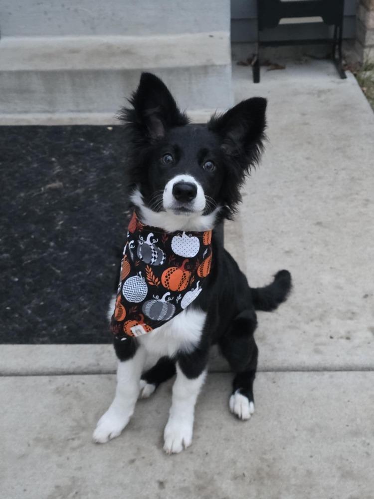 Enlarge Swiss, a Adoptable Australian Shepherd in Troy, IL image 2/5