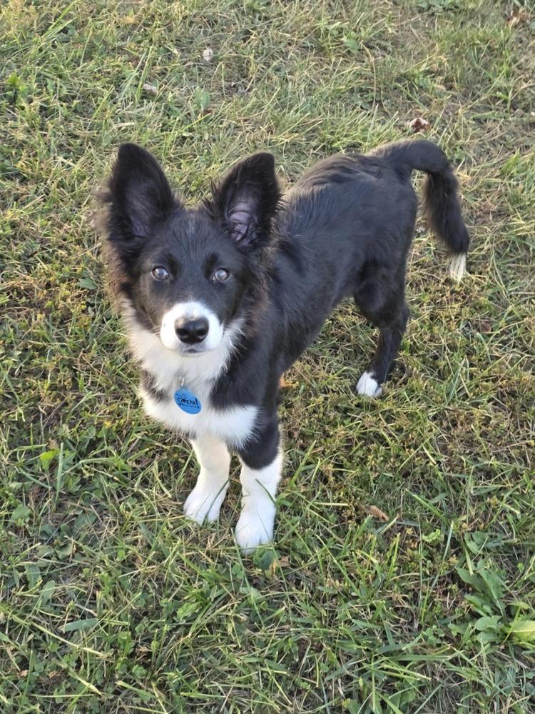 Enlarge Swiss, a Adoptable Australian Shepherd in Troy, IL image 3/5