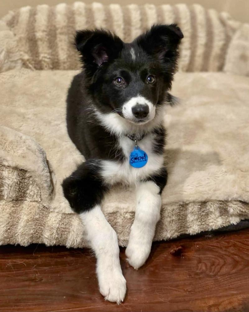 Enlarge Swiss, a Adoptable Australian Shepherd in Troy, IL image 4/5