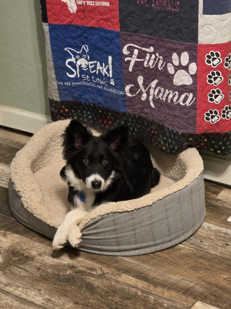 Enlarge Swiss, a Adoptable Australian Shepherd in Troy, IL image 5/5