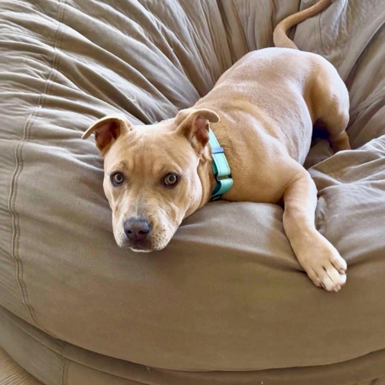Naia, Adoptable, Young Female American Staffordshire Terrier.