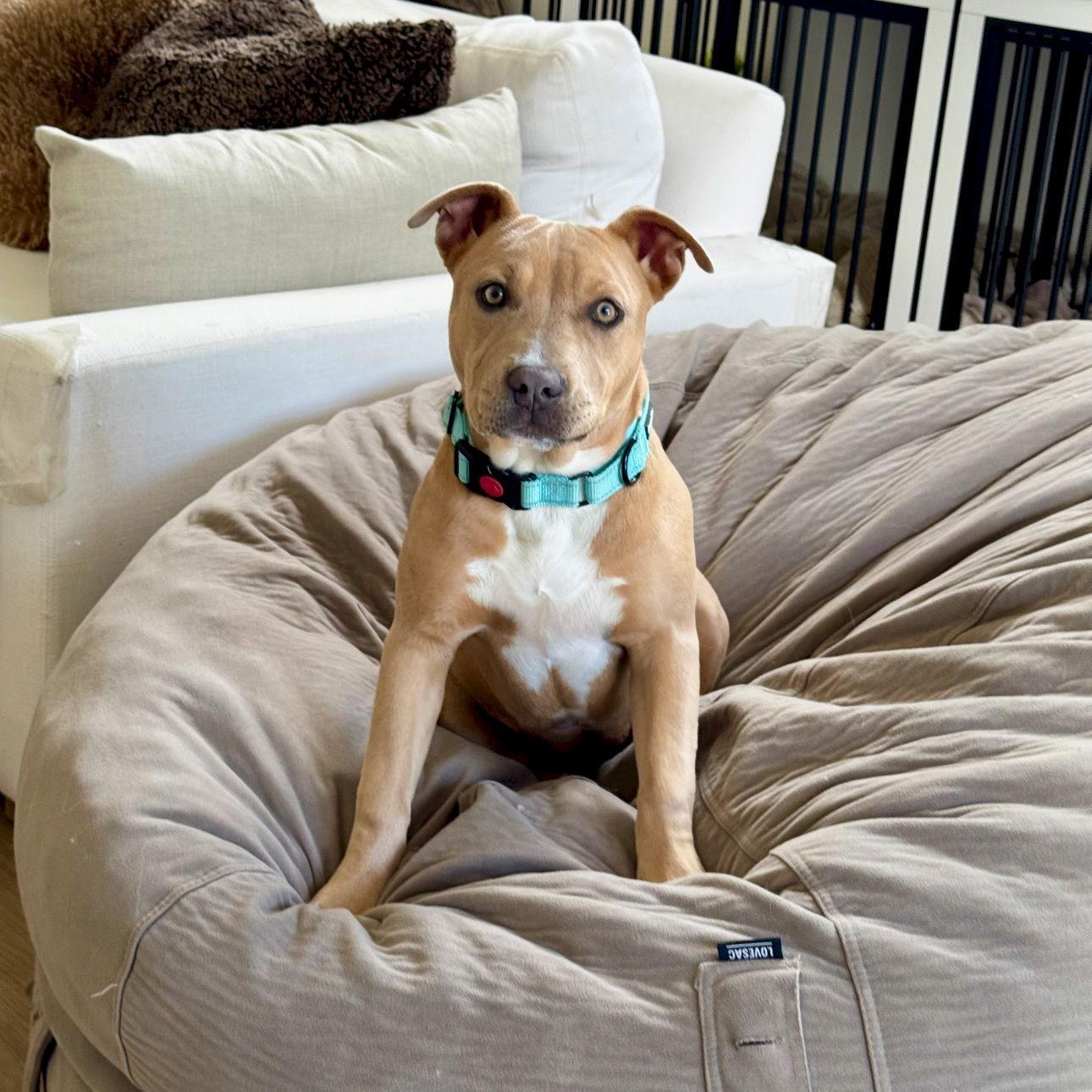 Naia, a Adoptable American Staffordshire Terrier in San Juan Capistrano, CA image 2/3