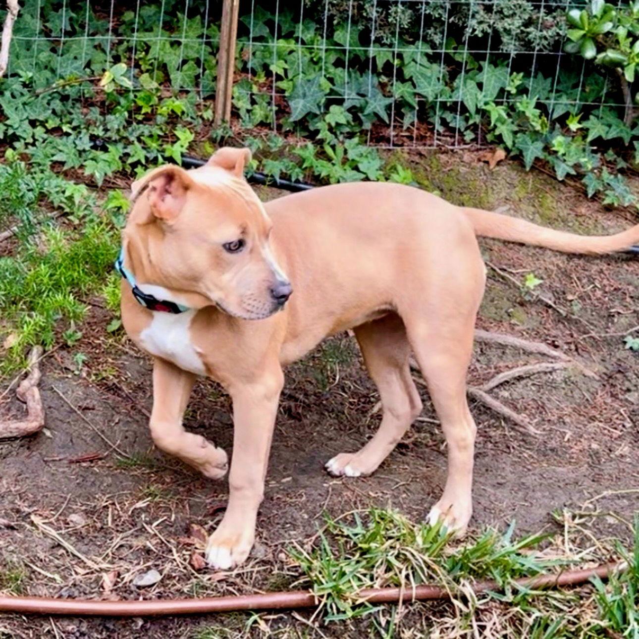 Naia, a Adoptable American Staffordshire Terrier in San Juan Capistrano, CA image 3/3