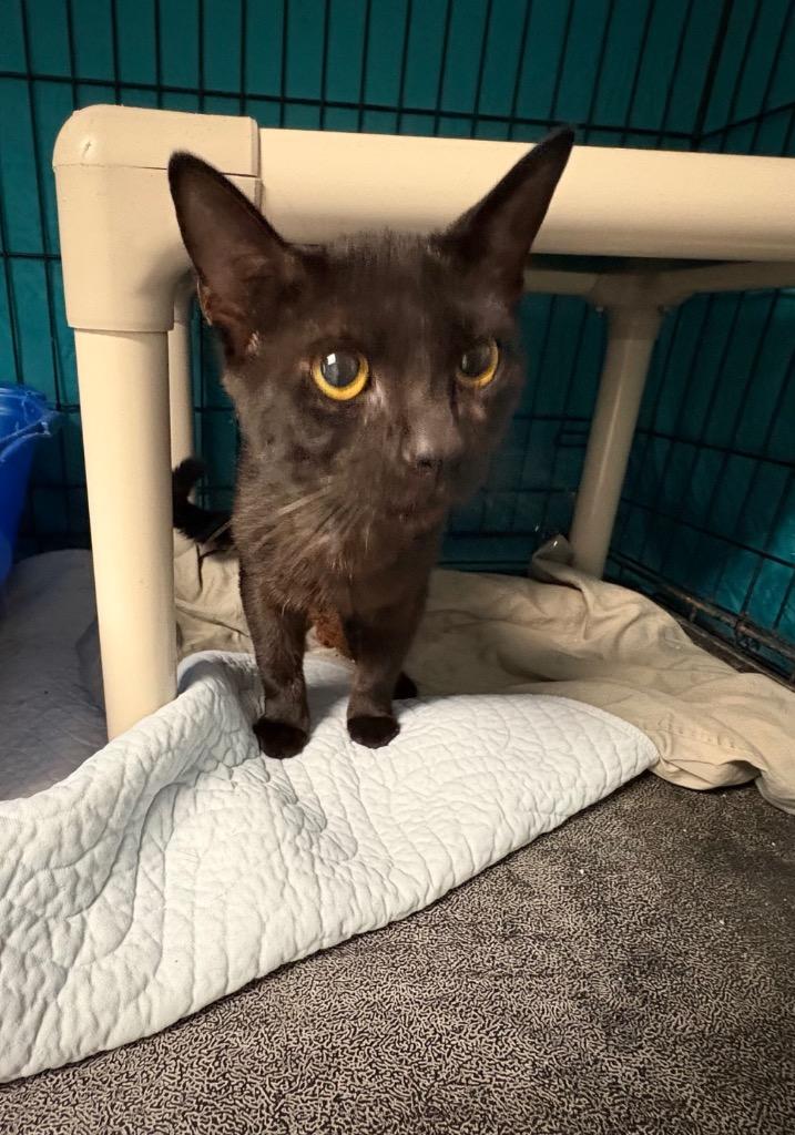 Sky, Adoptable, Kitten Male Domestic Short Hair.