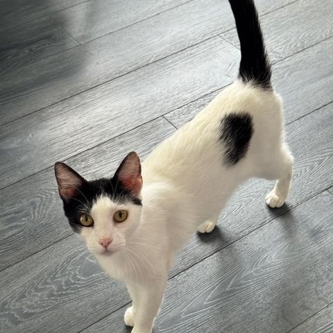 Gigi, Adoptable, Young Female Domestic Short Hair.