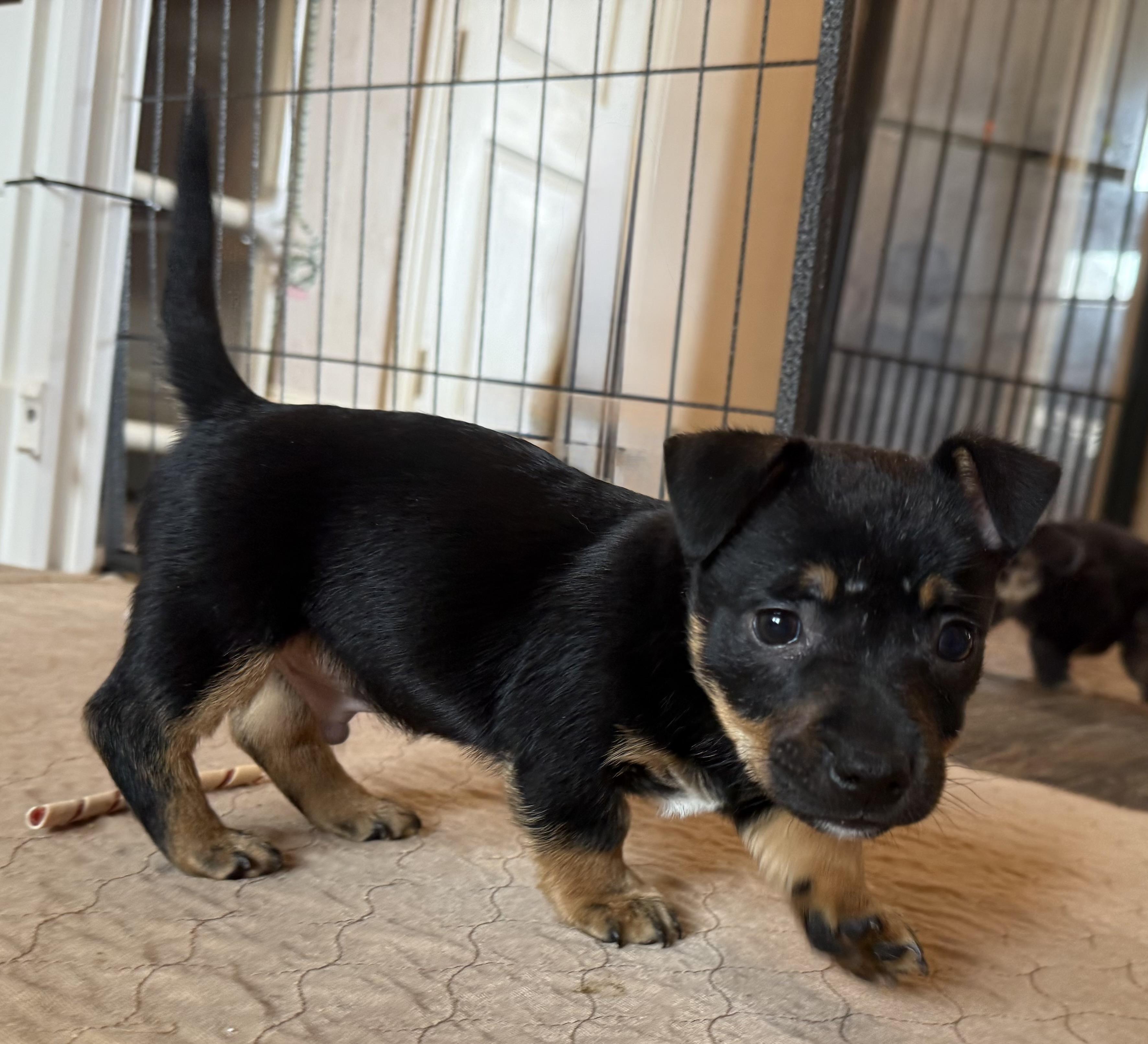 Enlarge Liam, an adopted mixed breed in Dallas, TX image 3/3